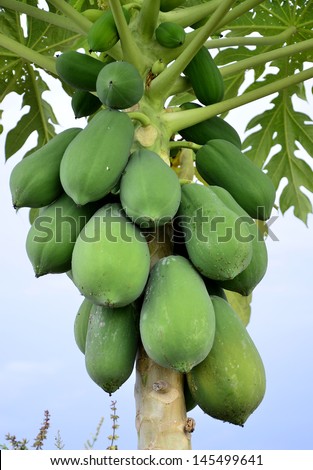 Papaya Tree with plenty of Papaya fruits on it