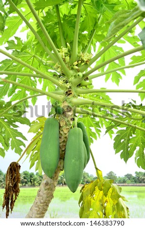 Fresh green Papaya fruits on Papaya tree with green and yellow leafs