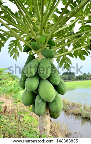 Farm fresh papaya fruits on its tree