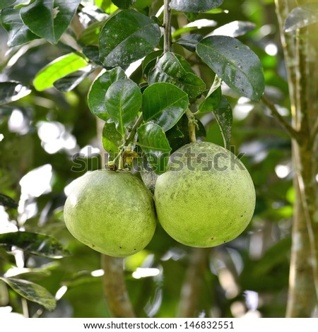 Green Pomelo fruit on its tree