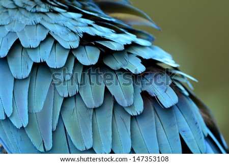 Puffy of Blue and Gold Macaw feathers with colorful on it