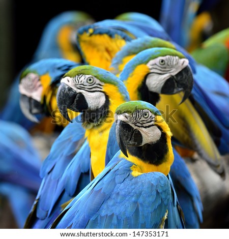 Many of Blue and Gold Macaw perching together with very warm moment
