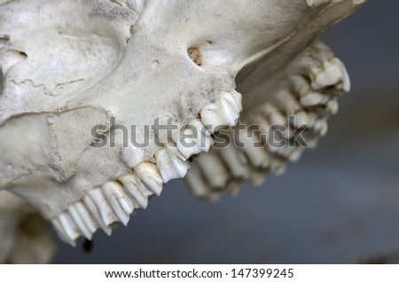 Closeup teeth of giraffe skull skeleton