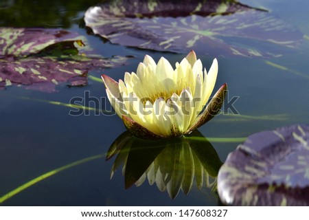 Blooming Lotus Flower or Water Lily with shadow reflection in clear water