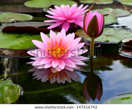 Triple of Lotus Flower or Water lily