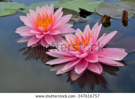 Doubleof Pink Lotus flowers or Water Lily with blue sky reflection in the water