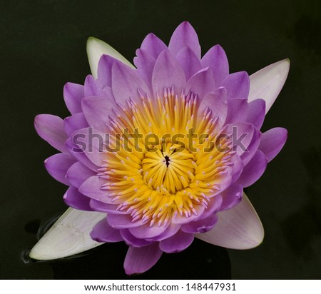 Lotus flower on dark background