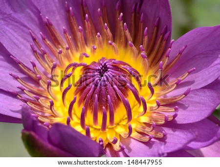 Beautifu? purple lotus flowers expose details of pollens to the sun