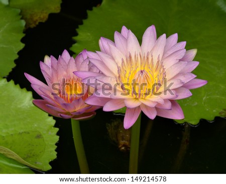 Fine Pink Twin Lotus flowers with green leafs around