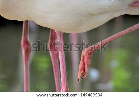 Legs and Fine pure white of Greater Flamingo feathers