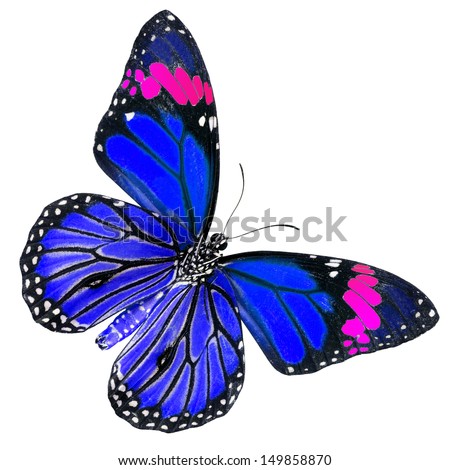 Blue and Pink Common Tiger butterfly (Danaus genutia) isolated on white background