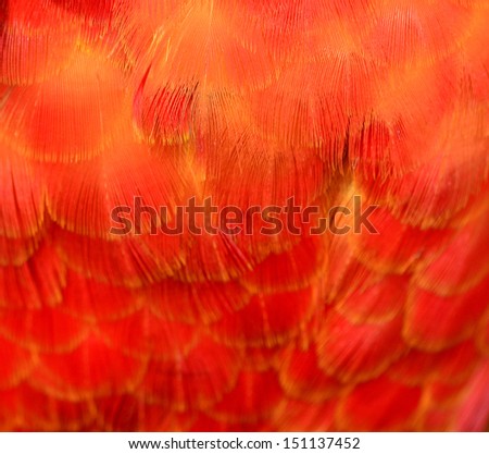Bright orange and vivid orange color of Harlequin Macaw feathers in fire looks