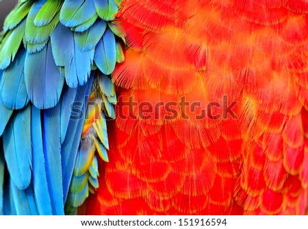 Macaw feathers with red fire blue and green in vivid color, parrot bird feathers texture