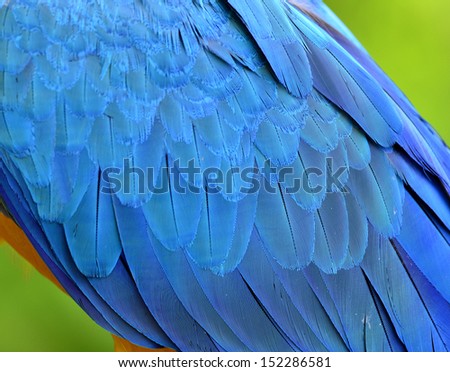 Feathers of Blue and Gold Macaw in sharp blue details