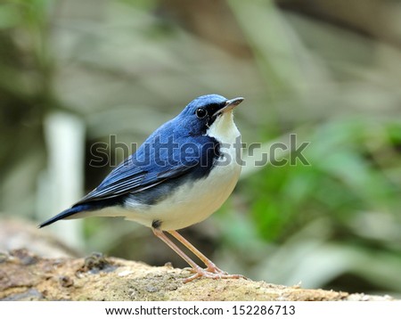 Siberian Blue Robin (Luscinia cyane) a funny fat blue bird standing on the log