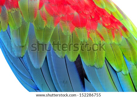 Feathers of Beautiful Green wing Macaw in mix blue green and red color
