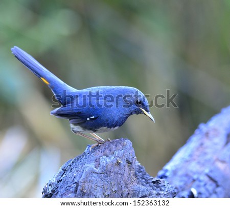 Blue bird, White-bellied Redstart (Hodgsonius phoenicuroides) looking for food while tail is up