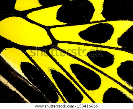 Closeup Golden birdwing butterfly wing with black and yellow patterns for texture and design background