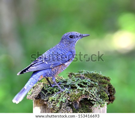 Blue Rock Thrush bird (Monticola solitarius) standing on top of the mossy log
