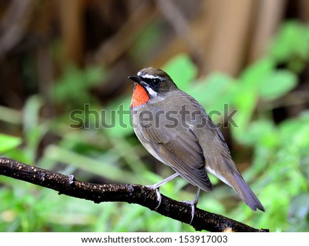 Siberian Rubythroat (Luscinia Sibilans) sitting on the branch with back feathers profile