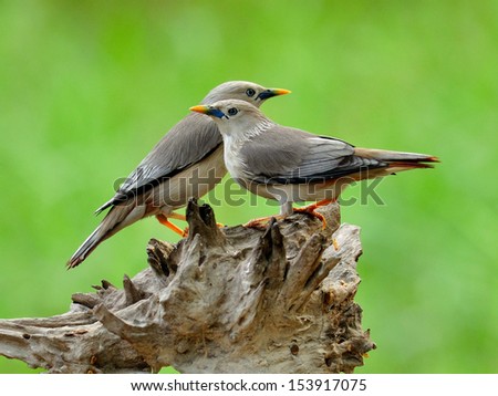 Pair of Chestnut-tailed Starling bird (Sturnus malabaricus) sta close to each other on the nice romantic moment
