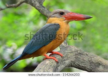 Stork-billed Kingfisher bird (Halcyon capensis) sitting on the branch showing all its sharp details