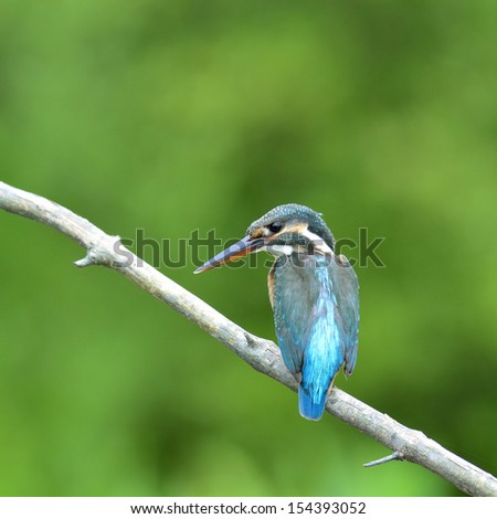 Common Kingfisher Bird (Alcedo atthis) sitting on the branch with back turning