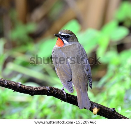 Siberian Rubythroat bird (luscinia Sibilans) turning back to show its red throat feathers