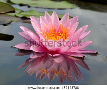 Beautiful blooming of lotus flower or water lily with its relfection shadown in blue water