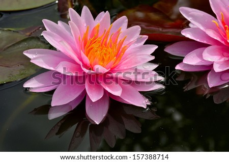 Twin Pink Lotus Flowers or waterlily