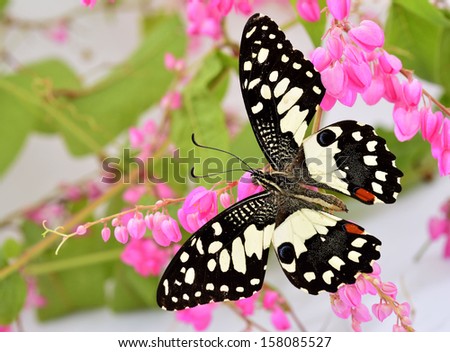 Lime Butterfly perching on pink coral vine, mexican creeper or chain of love flowers