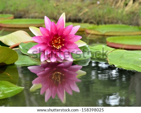 Pink Lotus or waterlily flower with perfect reflection shadow in water