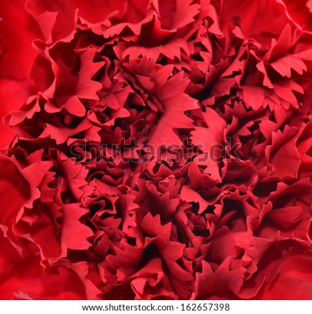 Red flower petals closeup with nice texture and skin details