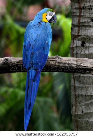 Blue and gold macaw bird in full body shot