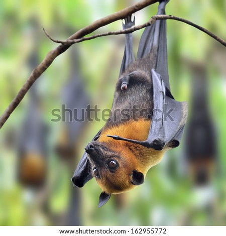 Big Bat, Hanging Flying Fox with many others behind in background