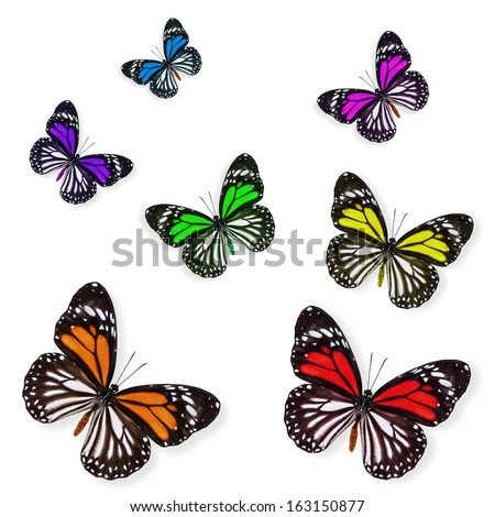 Beautiful set of colorful white tiger butterflies flying on white background