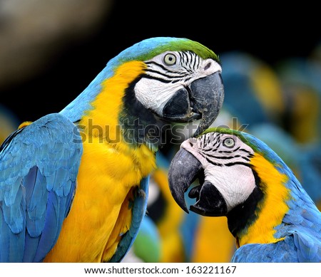 Sweet pair of kissing blue and gold macaw parrot birds