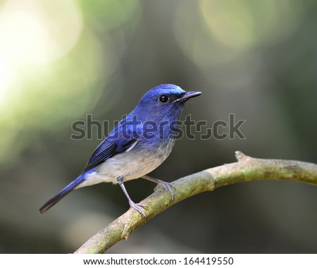 Lovely blue bird, hainan blue flycatcher bird with bokeh background