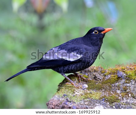 beautiful black bird, grey-winged blackbird (turdus boulboul) standing on rock with nice green background