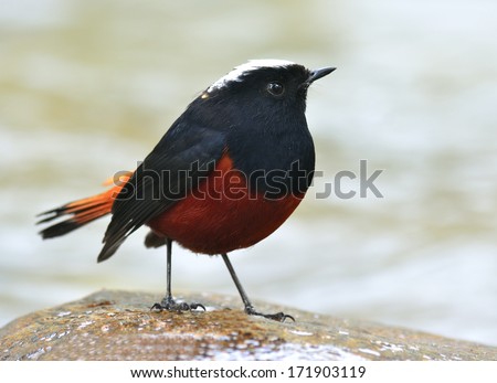 White-capped Water Redstart, a beautiful black and orange bird standing on rock in the stream