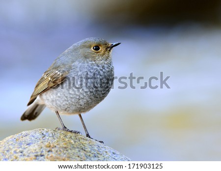 Female of Plumbeous Water Redstart standing on the rock in the stream with blue water on background