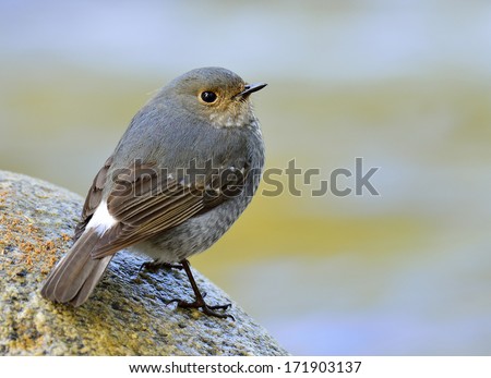 Female of Plumbeous Water Redstart standing on the rock in the stream in details of back profile