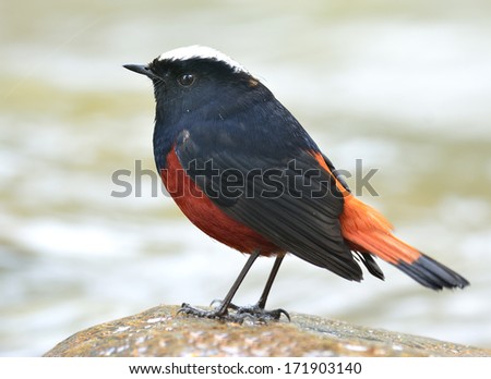White-capped Water Redstart, a beautiful black and orange bird standing on rock in the stream back profile