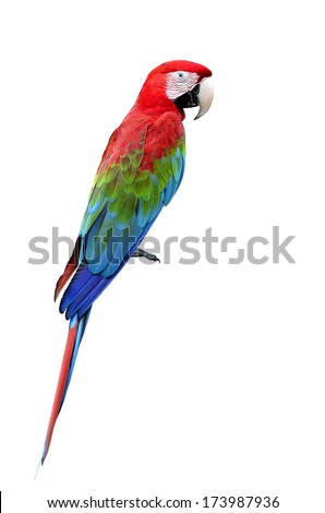 Colorful Red-And-Green Macaw Bird Isolated On White Background (Green-Winged Macaw)