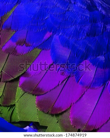 Bird\'s feathers in very fresh and cool color