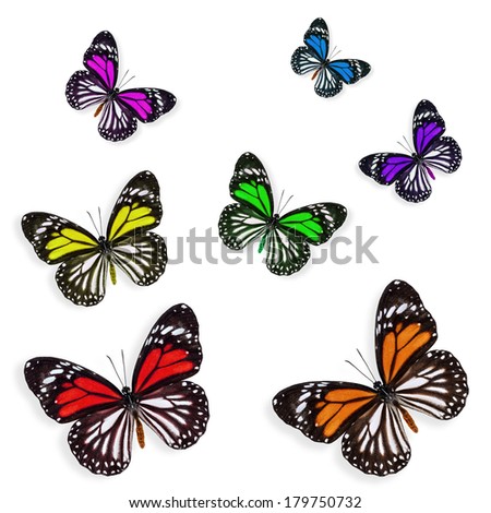 Set of colorful white tiger butterflies flying isolated on white background