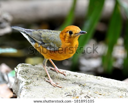 Beautiful Orange-headed thrush, a yellow and grey wings bird standing on the rock