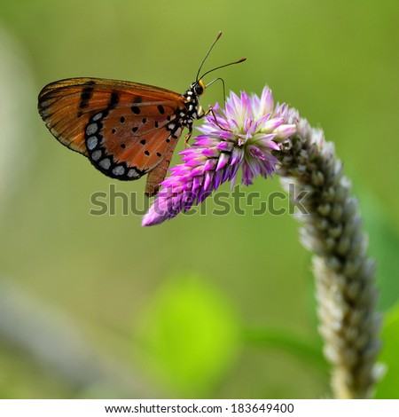 Tawny Costner butterfly perching on pink flower, butterfly and flower