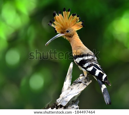 Common or Eurasian Hoopoe, the lovely crested and spiky hair bird carrying food for its chicks in the nest