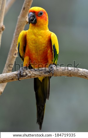 Beautiful Sun Conure, the yellow parrot bird sitting on the branch